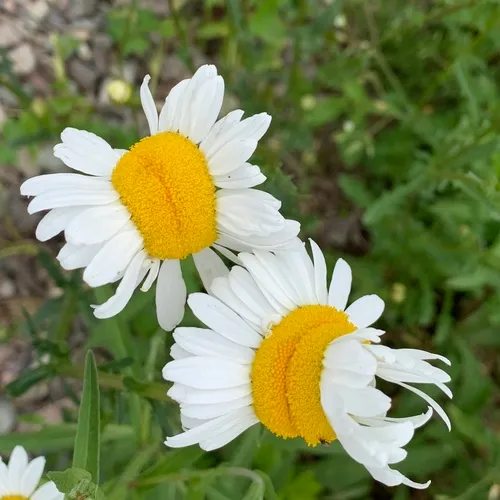 Oxeye Daisy