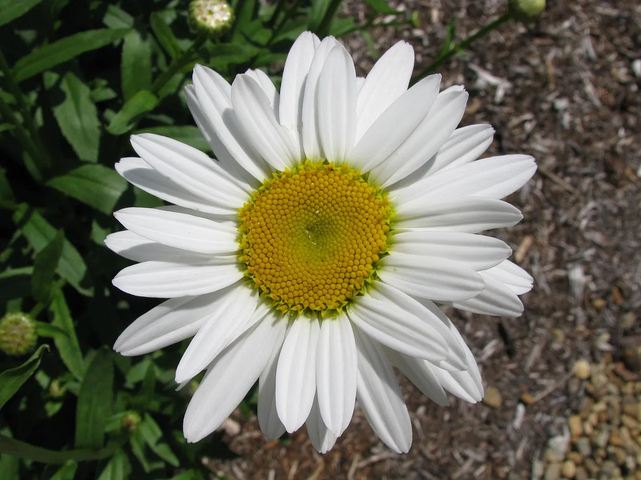 Daisy