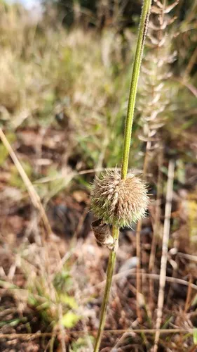 Whitewort — photo by k_hangl