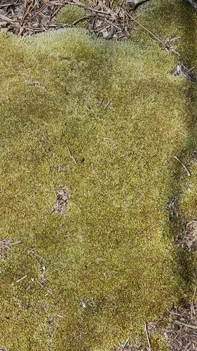 Leucobryum Moss