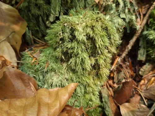 Leucobryum Moss — photo by Christian Gilli