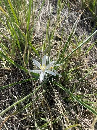 Common Starlily — photo by caray