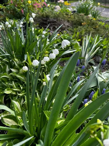 Summer Snowflake