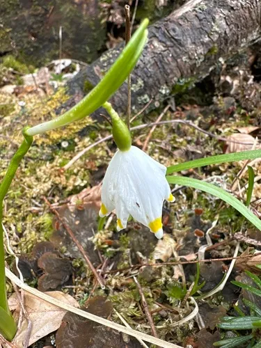 Spring Snowflake — photo by nikokamera