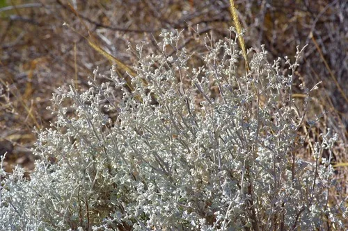 Brewster County Barometerbush