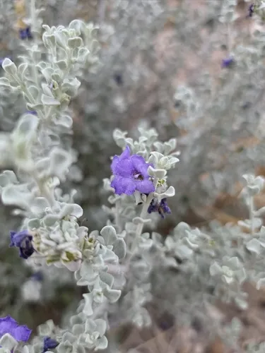 Big Bend Barometerbush