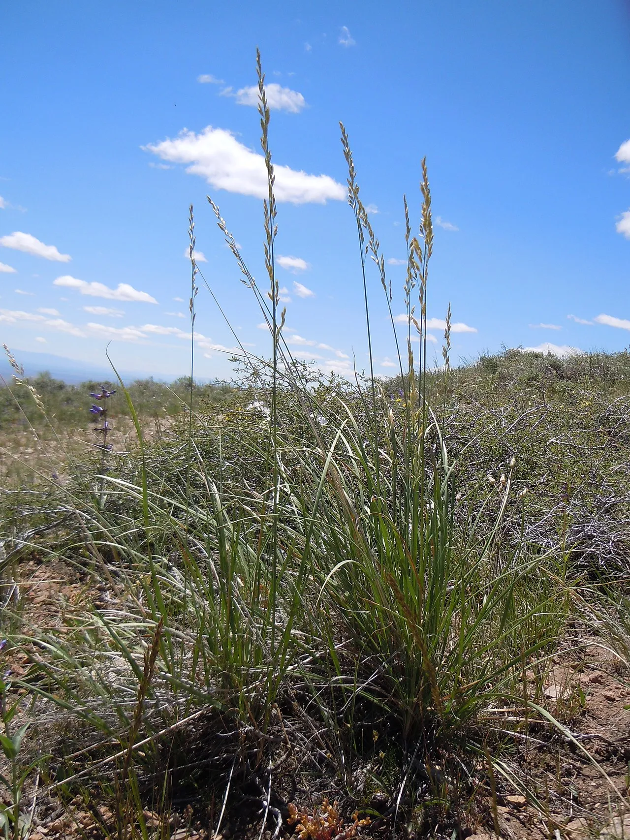 Spike Fescue — photo by Matt Lavin