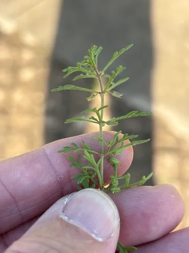 Narrowleaf Paleseed — photo by Sam Kieschnick