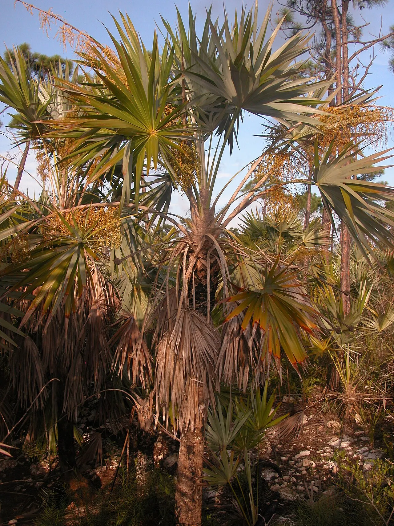 Key Thatch Palm — photo by Carl E Lewis