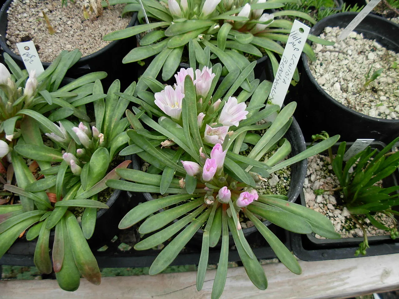 Shortsepal Lewisia — photo by brewbooks from near Seattle, USA