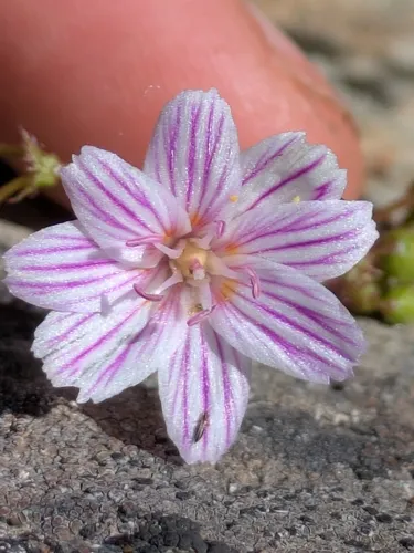 Columbian Lewisia