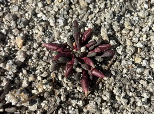 Yosemite Lewisia — photo by Nancy Overholtz