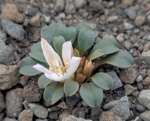 Kellogg's Lewisia
