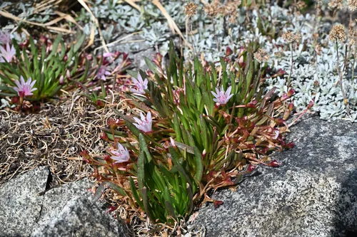 Truckee Lewisia — photo by Trevor Van Loon