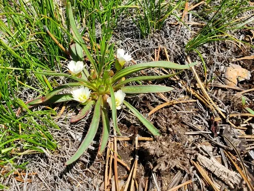 Nevada Lewisia — photo by rozgal