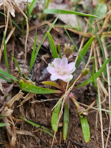 Alpine Lewisia — photo by Lauren Ratzloff