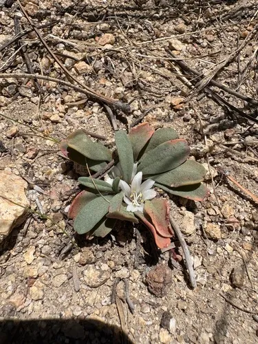 Sacajawea Bitter Root — photo by David Rockow