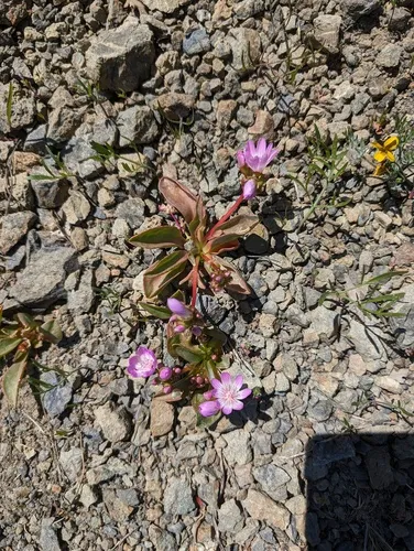 Stebbins' Lewisia — photo by Trevor Van Loon