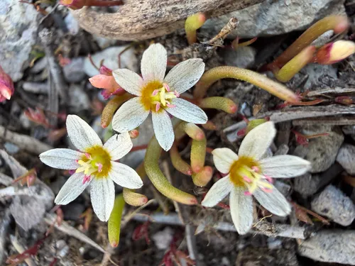 Threeleaf Lewisia — photo by Ryan Myers