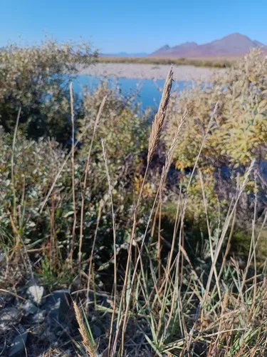 Arctic Lyme Grass