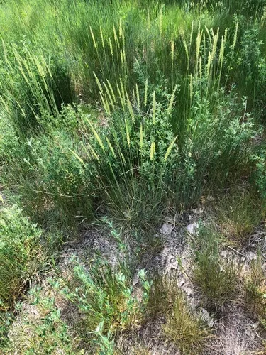 Colorado Wildrye