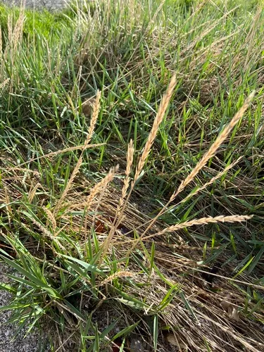 Sand Ryegrass — photo by Stefan Martin