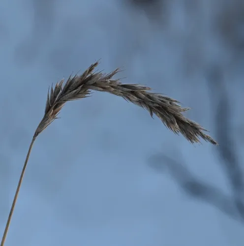 Downy Ryegrass