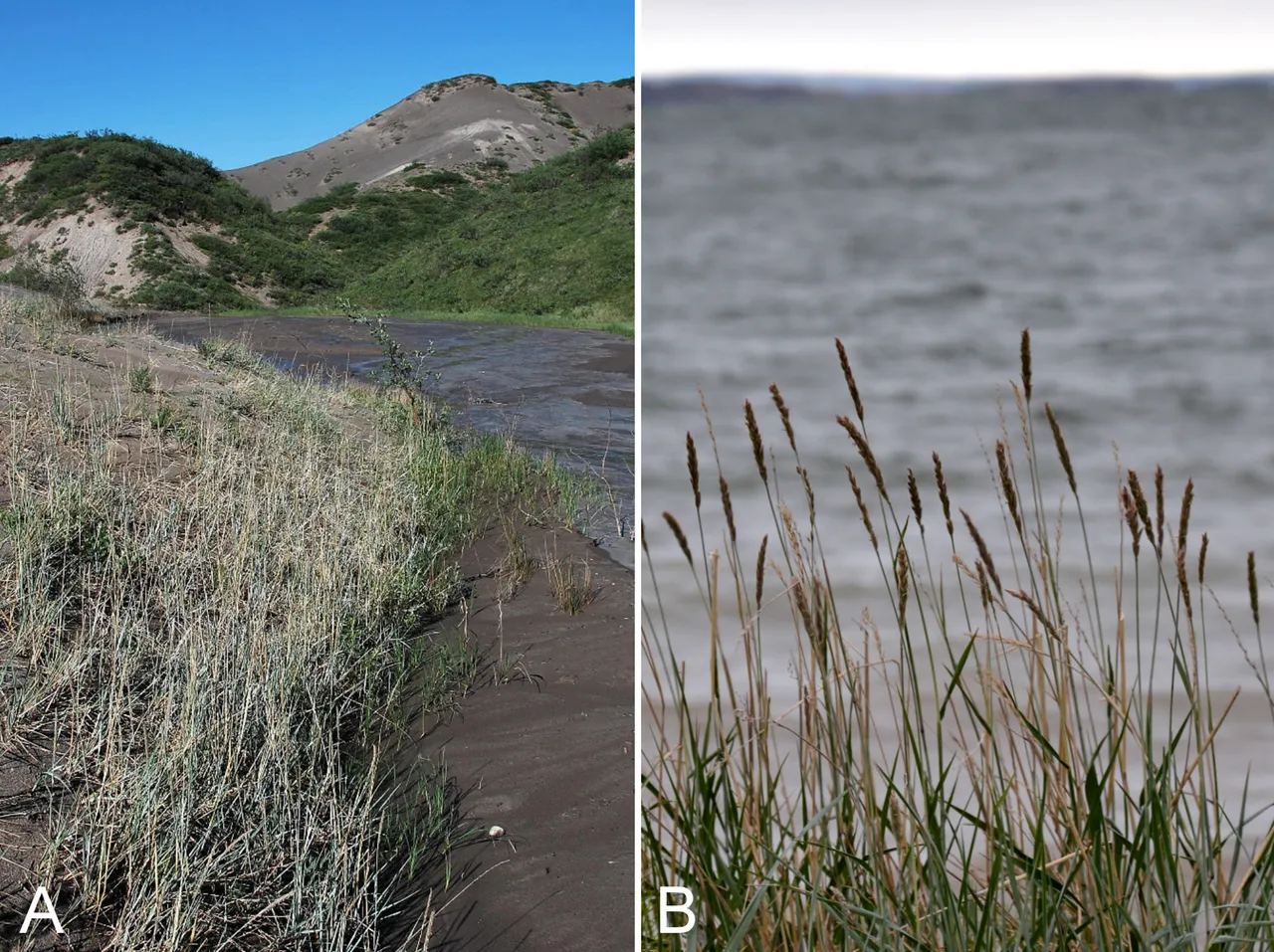 American Dunegrass (subsp. villosissimus) — photo by Jeffery M. Saarela, Paul C. Sokoloff, Roger D. Bull