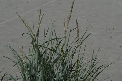 American Dunegrass