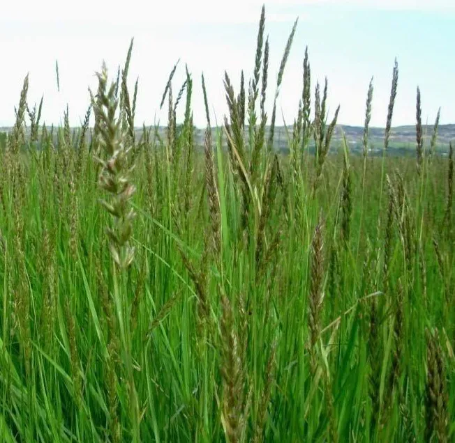 Manystem Wildrye — photo by Susan R Winslow, USDA NRCS Bridger PMC