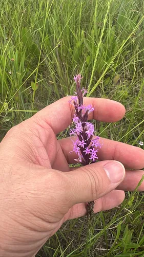 Sharp Blazing Star — photo by jake98snake