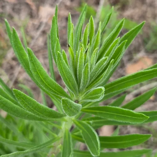 Tall Blazing Star — photo by David Willis