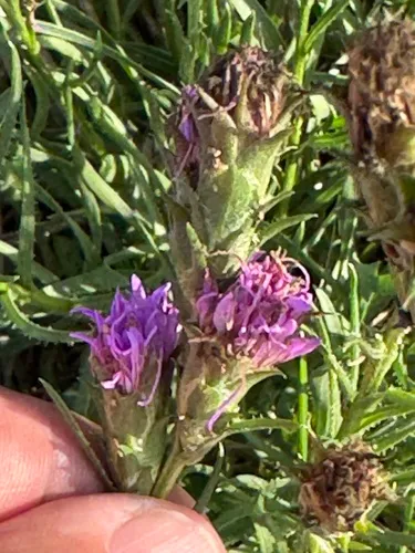 Bracted Blazing Star — photo by Scott Buckel