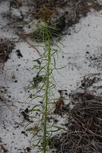 Chapman's Blazing Star — photo by LW Ridge