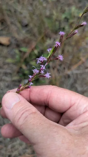 Sandhill's Blazing Star — photo by R Haven Wiley