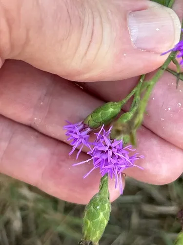 Branched Blazing Star — photo by Bruce Neville