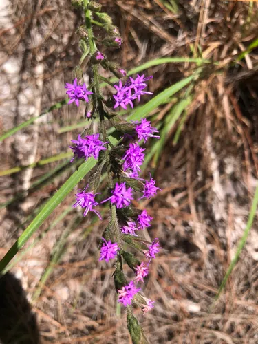 Garber's Blazing Star — photo by jimbojimbo