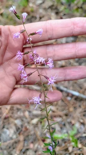 Gholson's Blazing Star — photo by Jean Huffman