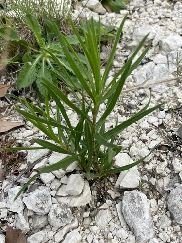 Glandular Blazing Star — photo by Canaan Sutton