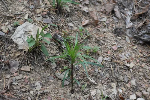 Heller's Blazing Star — photo by Jared Gorrell