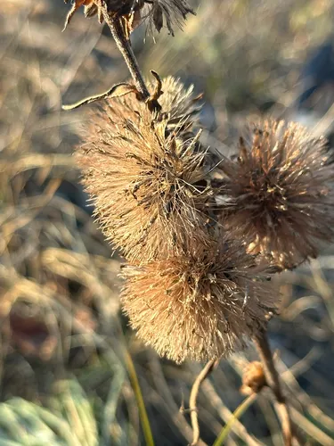 Rocky Mountain Blazing Star — photo by Kallum McDonald