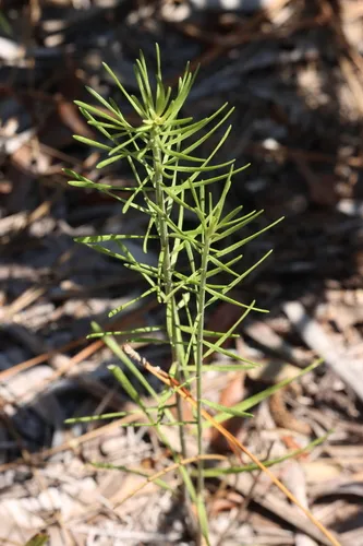 Florida Blazing Star — photo by LW Ridge