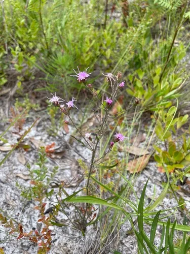 Spreading Blazing Star — photo by Joshua Billings