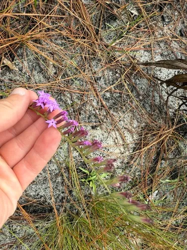 Fewflower Blazing Star — photo by Owen West