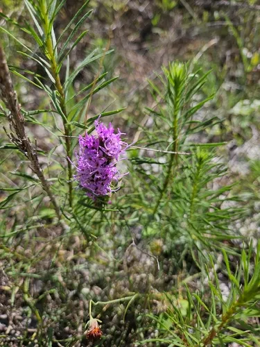 Dotted Blazing Star — photo by Caroline Noel Wilson
