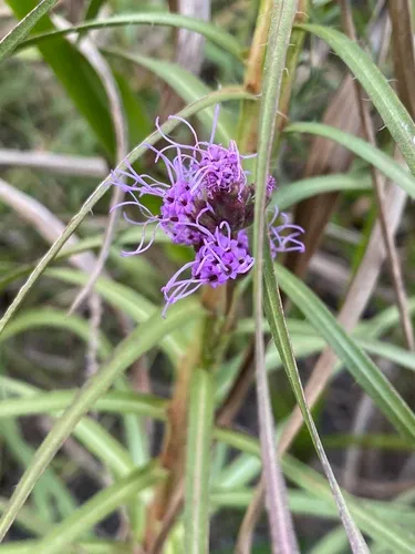 Savanna Blazing Star — photo by polypody