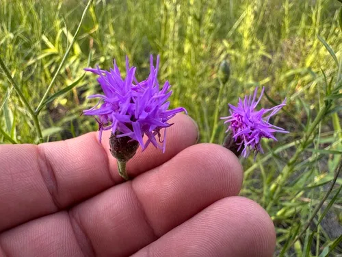 Scaly Blazing Star — photo by gward