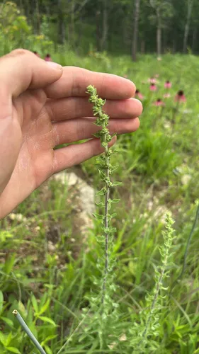 Appalachian Blazing Star