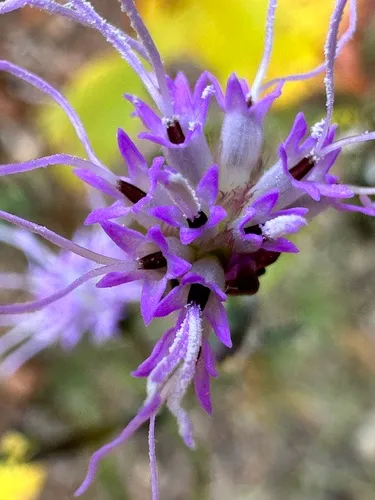 Wand Blazing Star — photo by framingjune