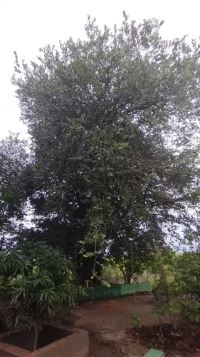 Oiticica